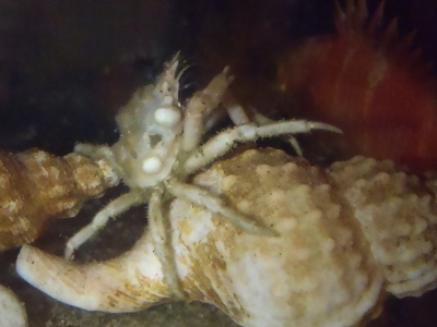 コブイボガニ（Laubierinia nodosa）2　深海性カニの飼育