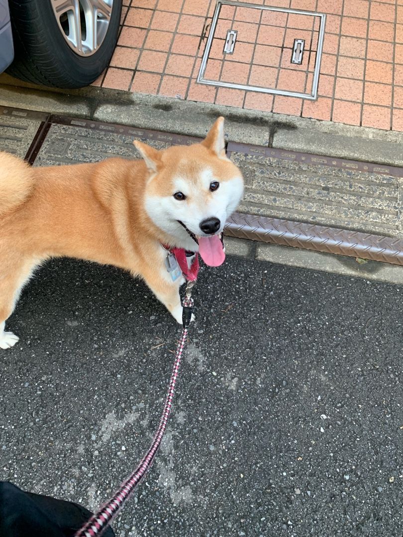 2ページ目の 同居の犬 鳥 ロボット 負け犬のヨーガなエコライフ 楽天ブログ