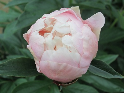 IMG_2426.jpg
