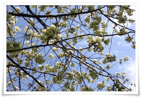 パーク獅子吼-8 鬱金-2 15.4.22