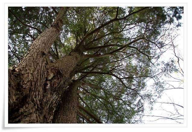 卯辰山山野草園-5 この木何の木？-2 15.12.9