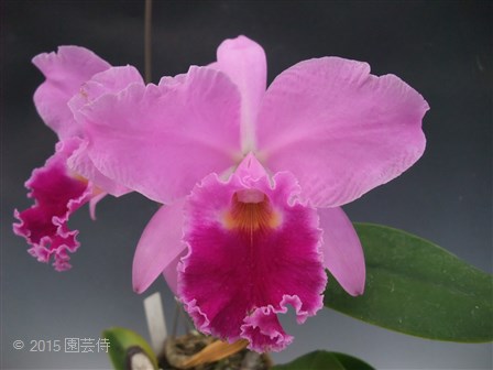 C. Dinah AM/RHS 20151004-2