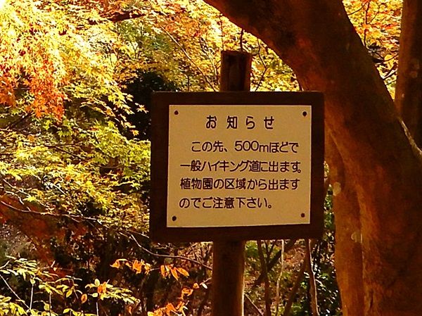 もみじ谷2