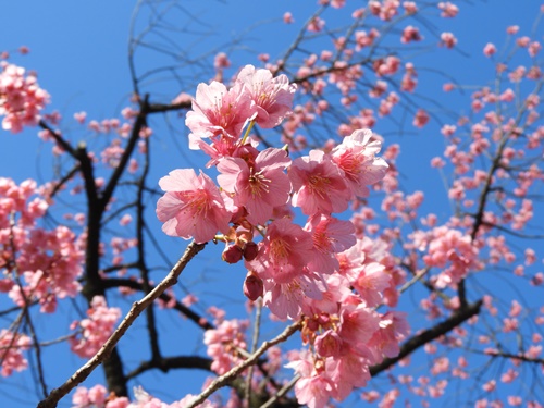 荏原神社の寒緋桜