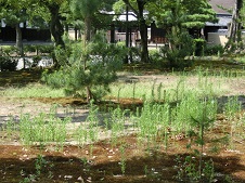 20150917雑草の生えるに任せた寺の庭.jpg