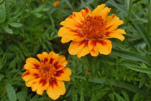 マリーゴールド