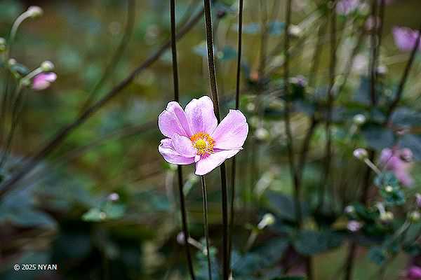 シュウメイギク（秋明菊、キンポウゲ科）