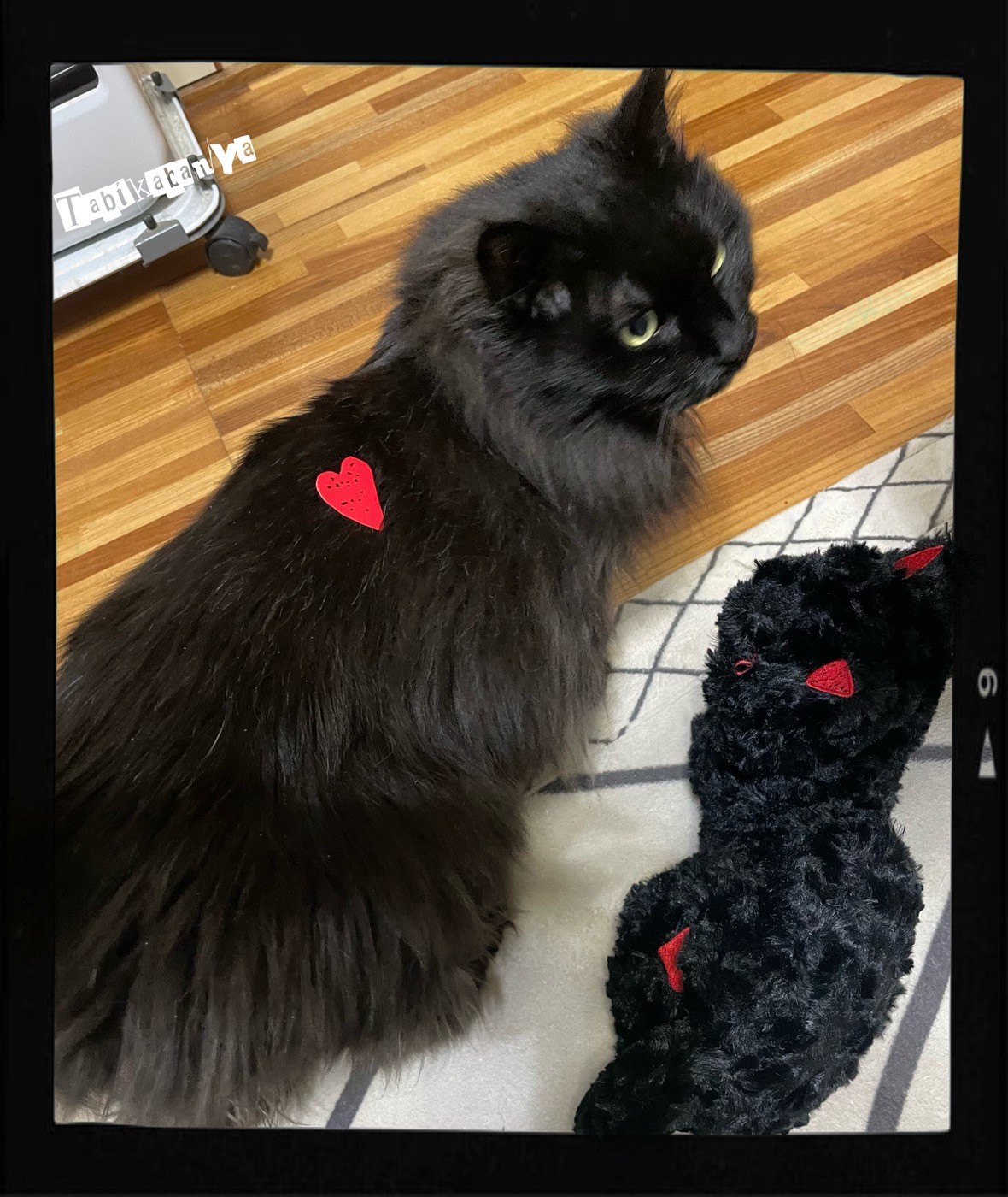 リイシューねこちゃんと黒いねこ | 旅鞄屋 - 楽天ブログ