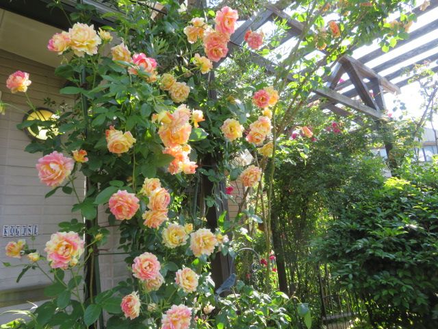 幻のバラ マリアナターレとトスカニーニ 寂しくなるつるバラ達 ばぁばの薔薇の花園 楽天ブログ
