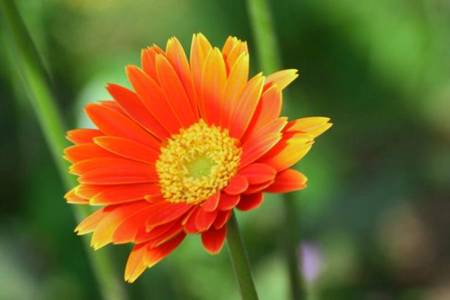 +0530 orange-flower.jpg