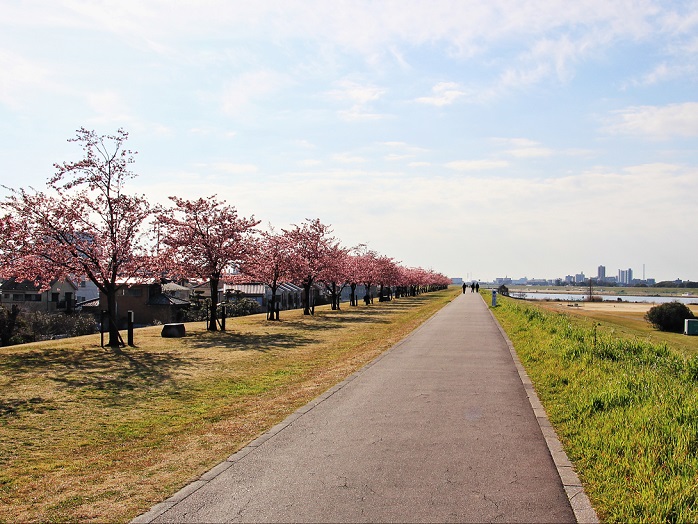 2.江戸川左岸堤防.JPG