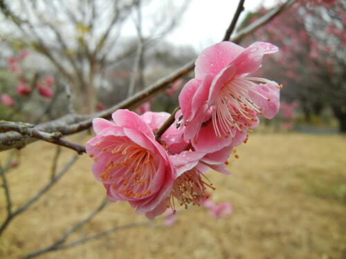 昭和記念公園にて