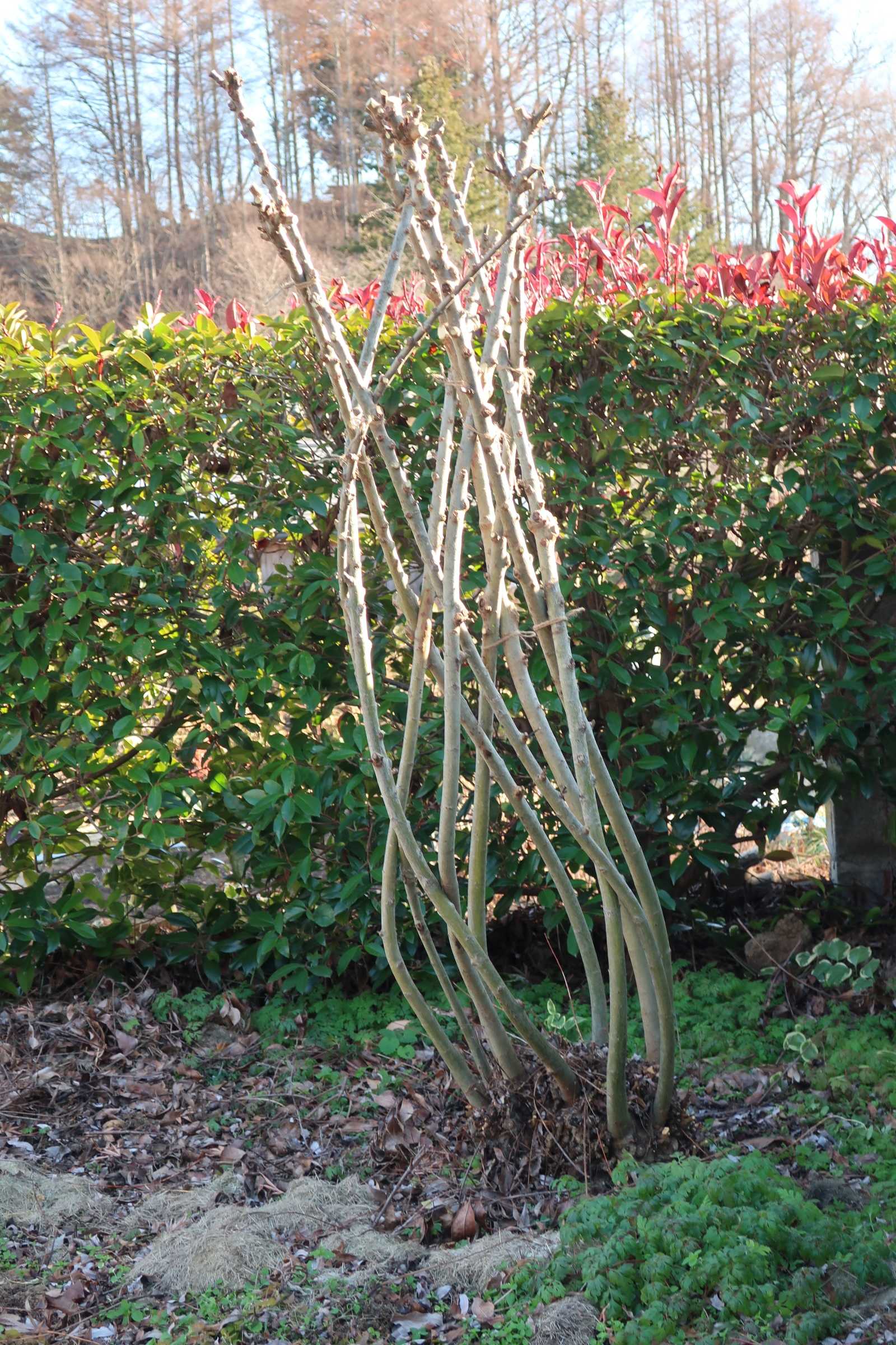 21年12月06日の記事 今日の空はあおい 楽天ブログ