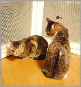 あたしの勝ち…