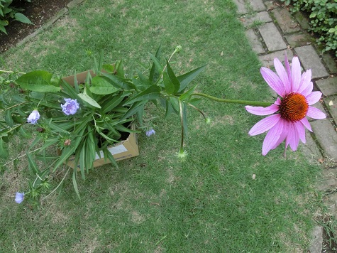 ストケシア、エキナセア