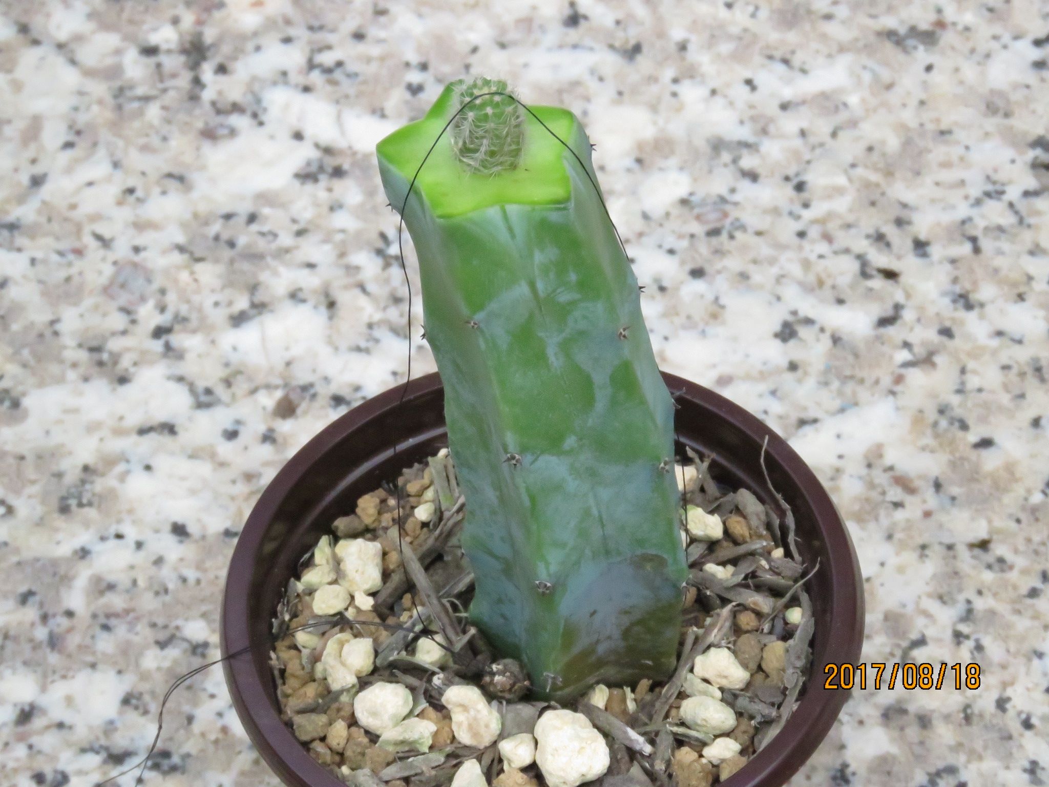 黄花白檀の接ぎ木に挑戦 びびるタニサボ達 楽天ブログ