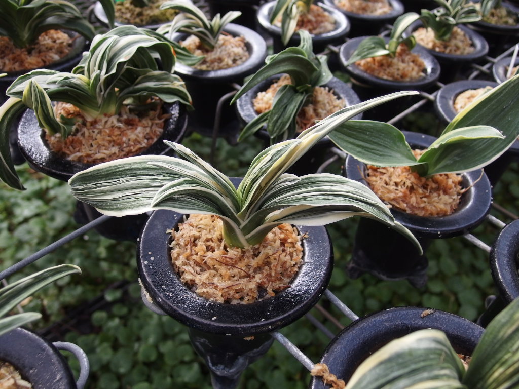 新着記事一覧 万葉の足あと 万年青日記 楽天ブログ