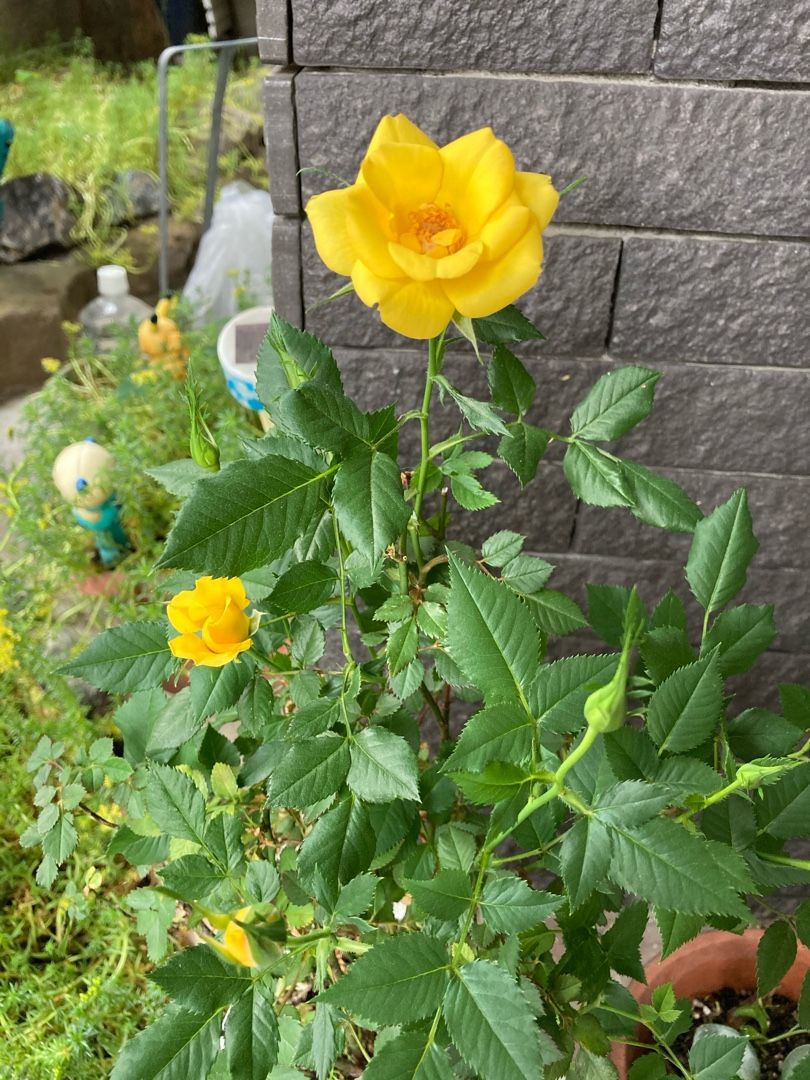 薔薇の花が咲いてました 小さなワクワクさがそう 楽天ブログ