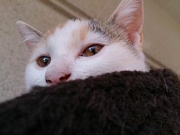 タマちゃん.jpg