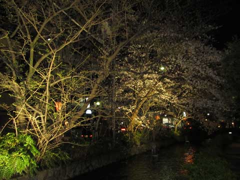 京都木屋町の夜桜