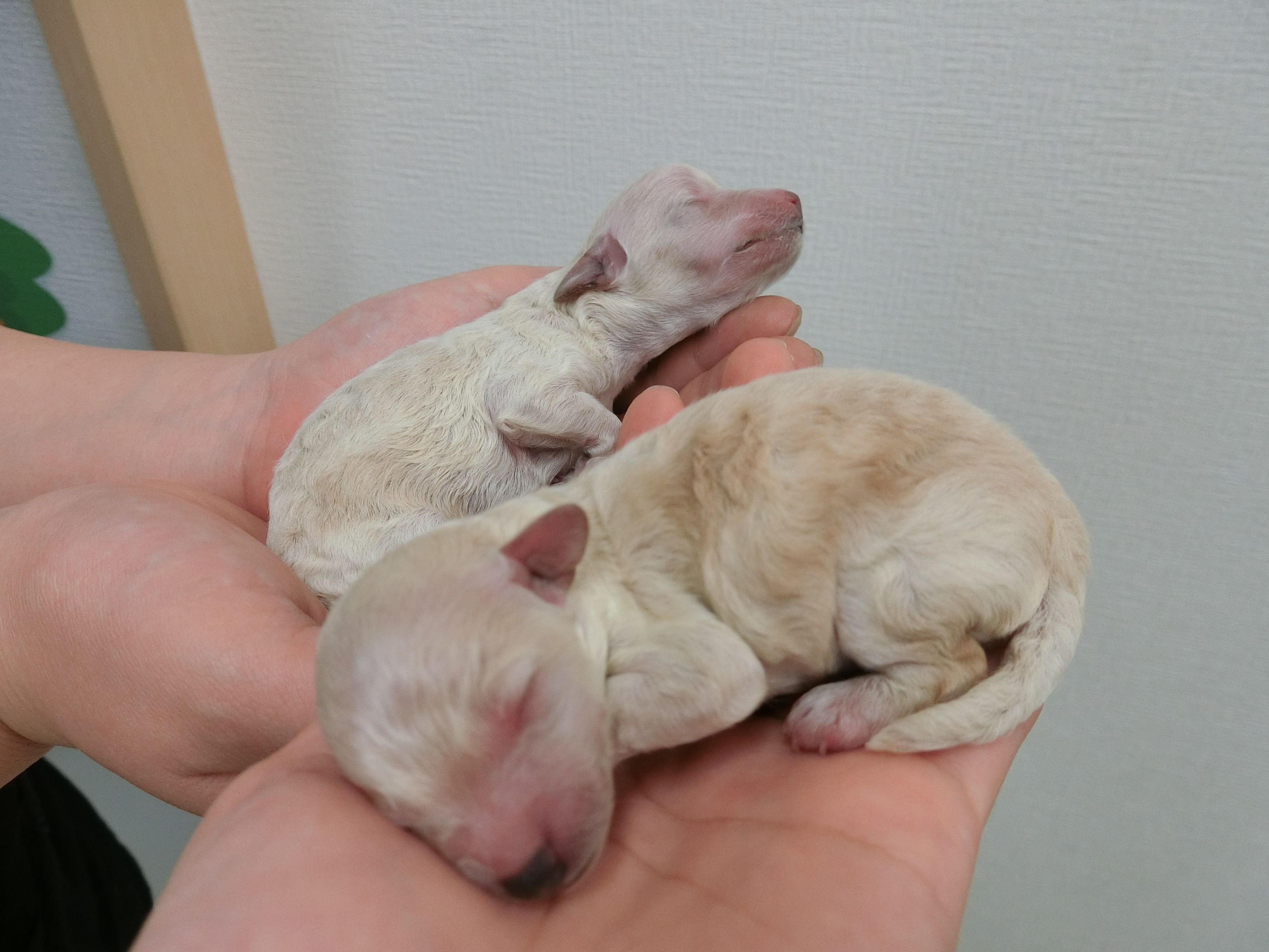 学院犬 ポニョ の成長日記 青森愛犬美容専門学院 楽天ブログ