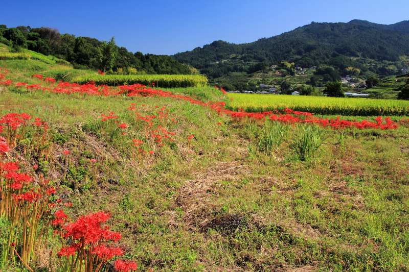 明日香村彼岸花_02.jpg