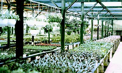 鉢物栽培ハウス(オアフ島北部)