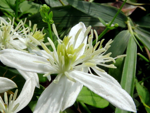 センニンソウの花-3