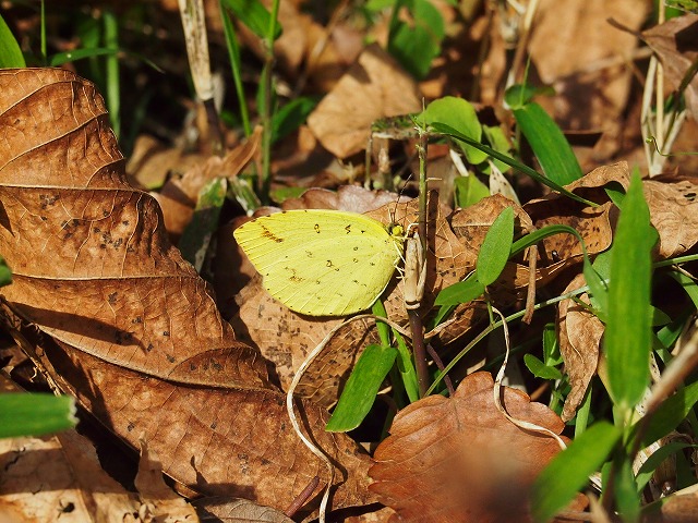 s-p2897.jpg