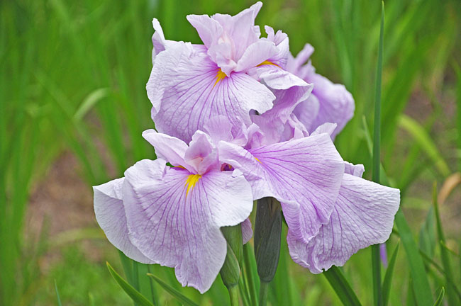 花４