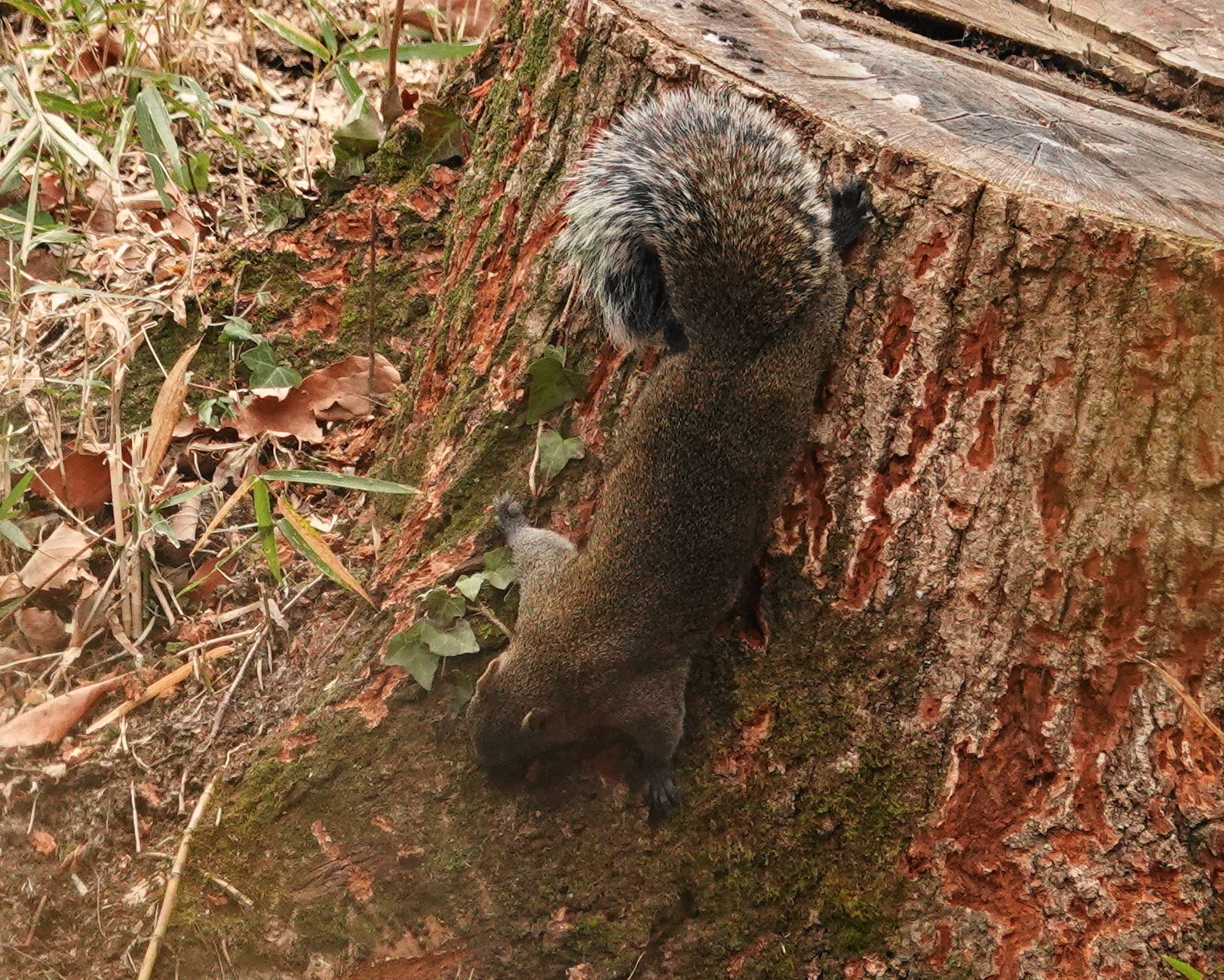 横浜舞岡公園のリス | アウトドア親爺の徒然日記 - 楽天ブログ