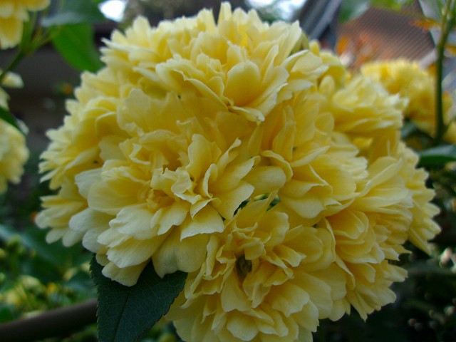 ？花黄色.jpg