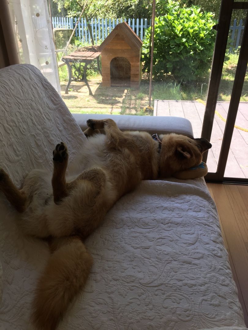 犬小屋で寝ない犬 Futtutyの菜園ブログ 楽天ブログ
