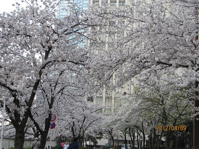 満開の桜7.jpg