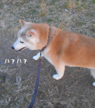0313夕2.jpg