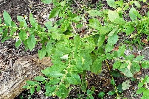 ヤブタバコ和名は藪煙草