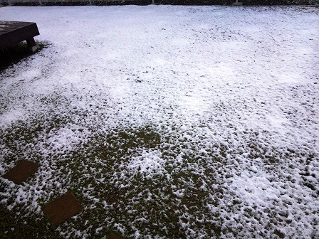 今年もクラピアに雪が積もりました1
