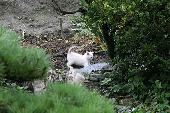 我が家のニャンコ♪2016/07/10-2
