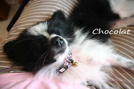 ショコラ 膝の上で