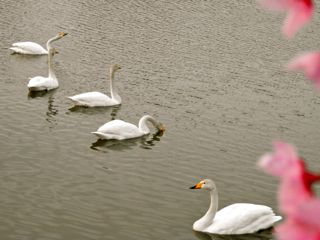 白鳥と桜