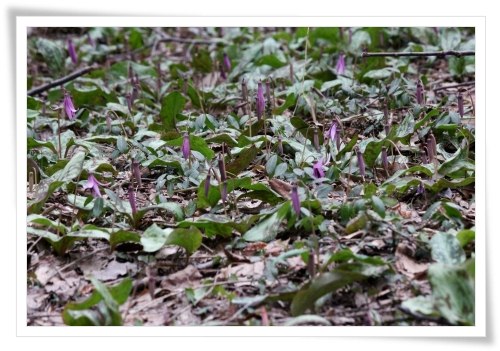 平栗-2 カタクリ-2 13.3.31