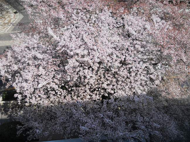 sakura