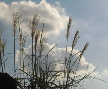 lrg_10705211.jpg