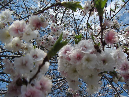 子福桜２.jpg