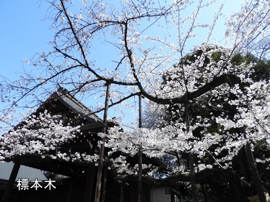 靖國神社