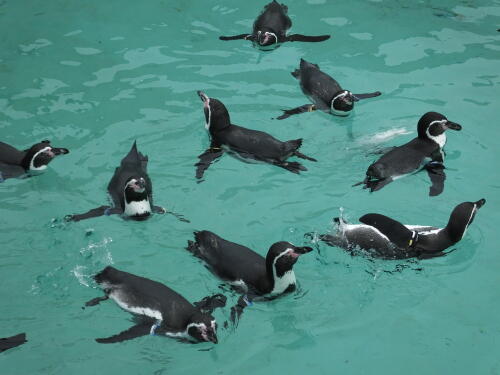 葛西臨海水族園