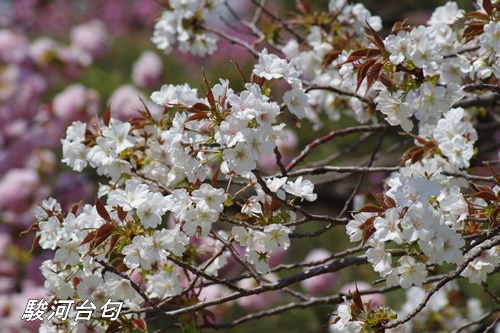 浜離宮恩賜庭園の八重桜