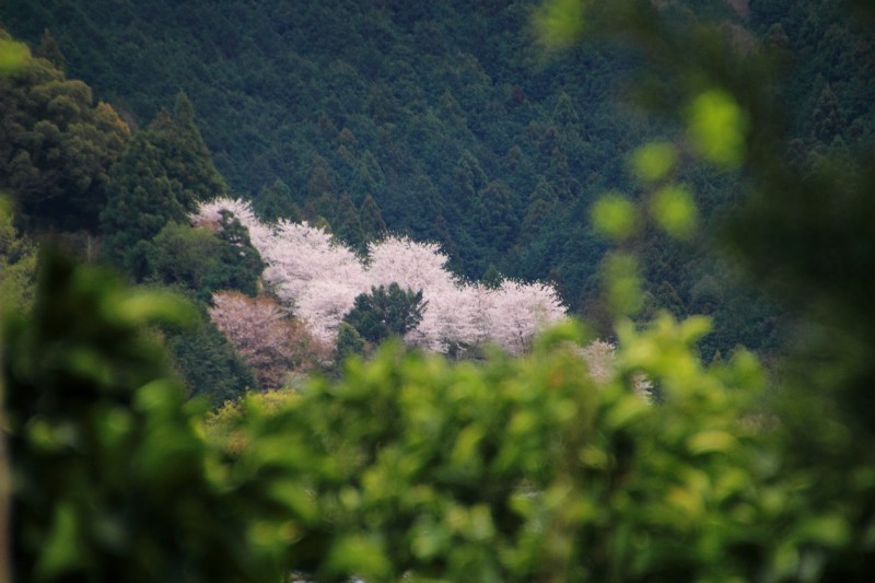 山の辺の道_009.jpg