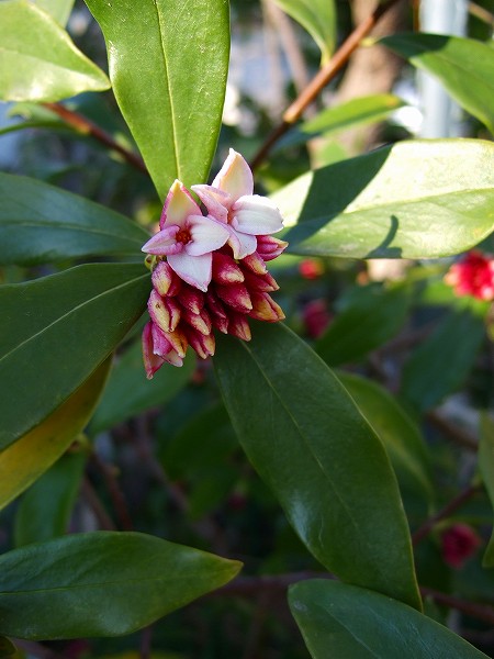 赤花タイプの沈丁花