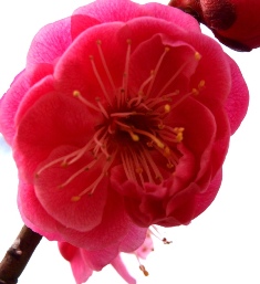 東谷山フルーツの里 福寿草